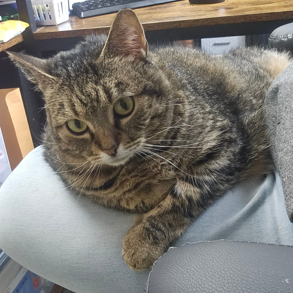 Brisket, an adoptable Domestic Short Hair in Detroit Lakes, MN, 56501 | Photo Image 4