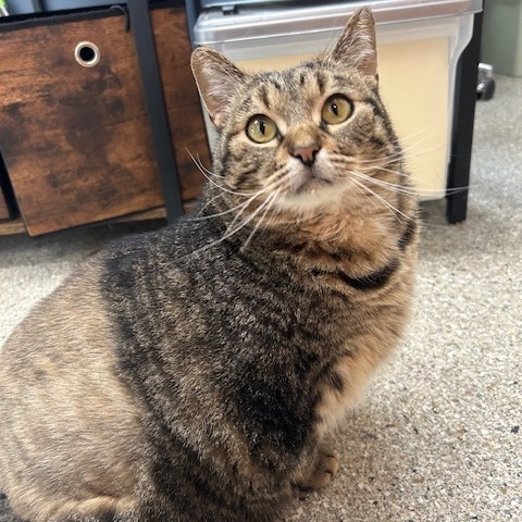 Brisket, an adoptable Domestic Short Hair in Detroit Lakes, MN, 56501 | Photo Image 5