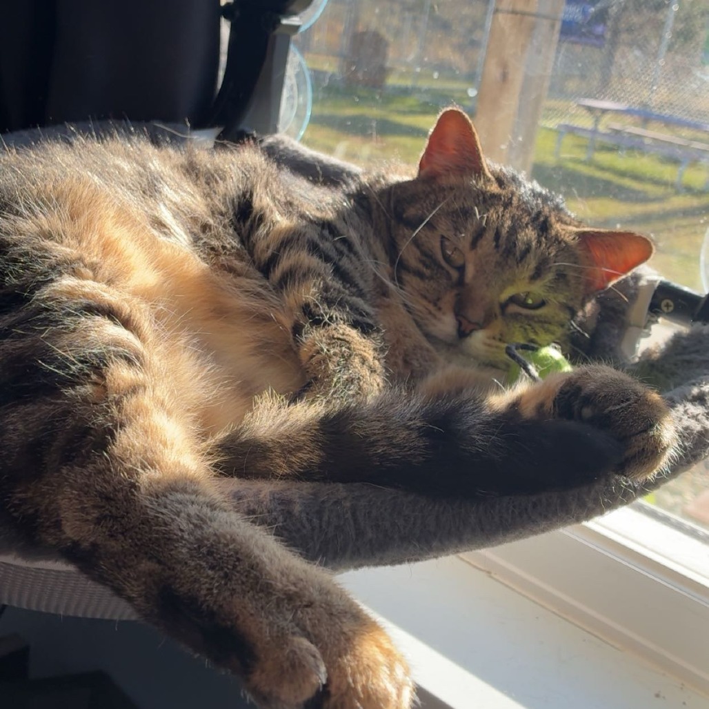 Brisket, an adoptable Domestic Short Hair in Detroit Lakes, MN, 56501 | Photo Image 6