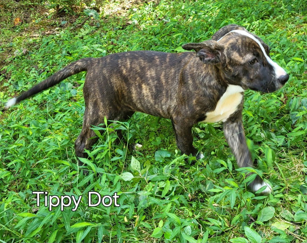 Tippy Dot