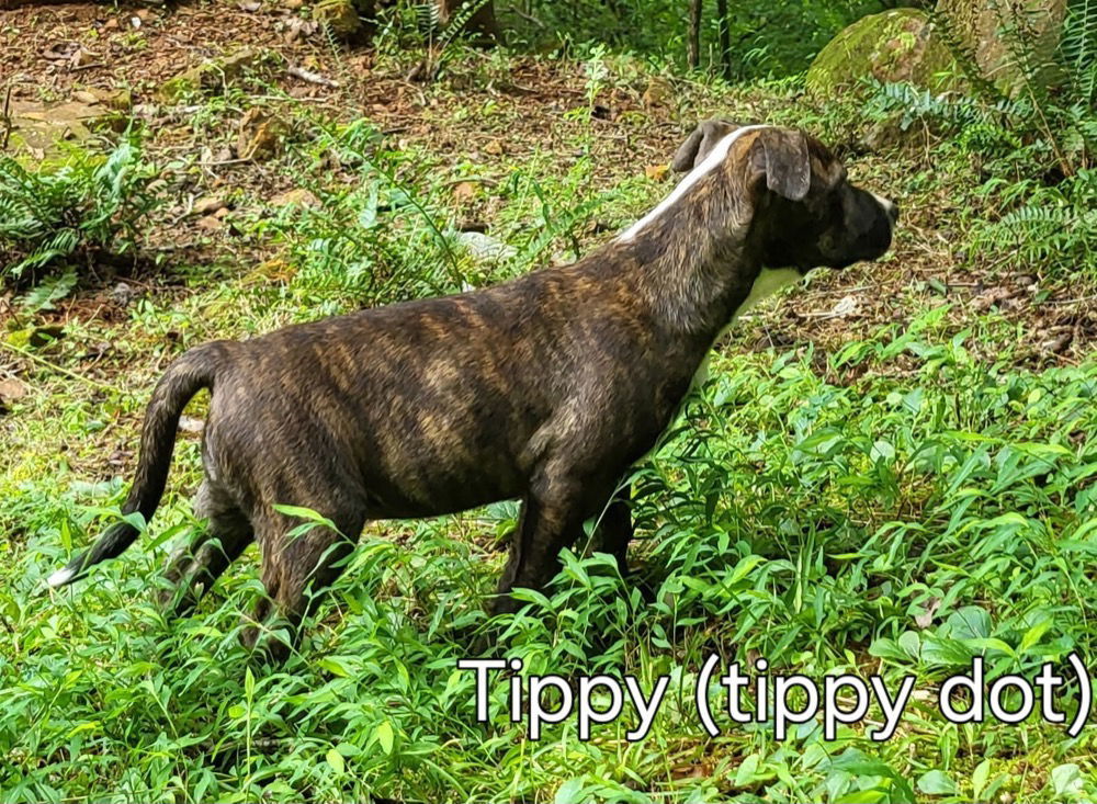 Tippy Dot