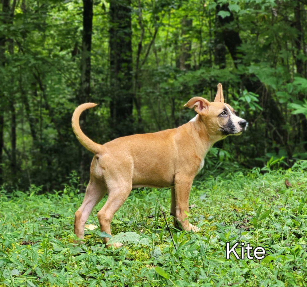 Kite