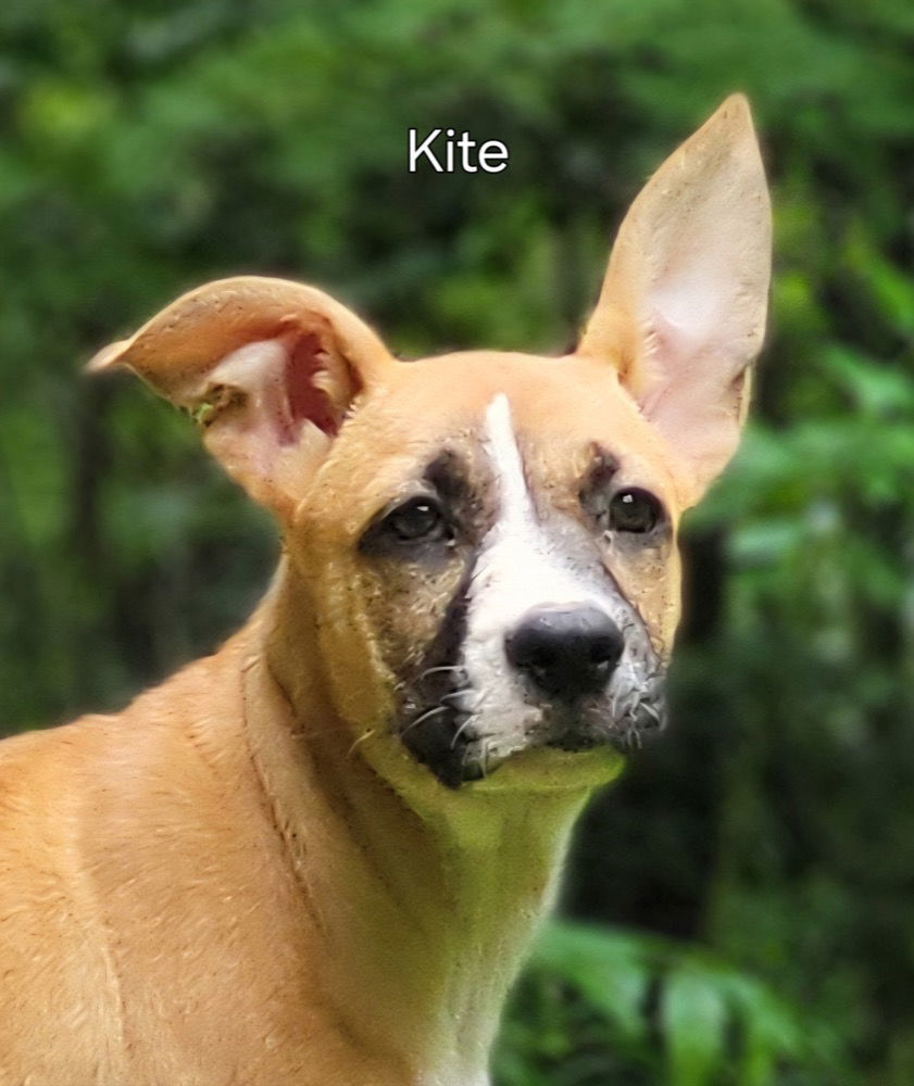 Kite