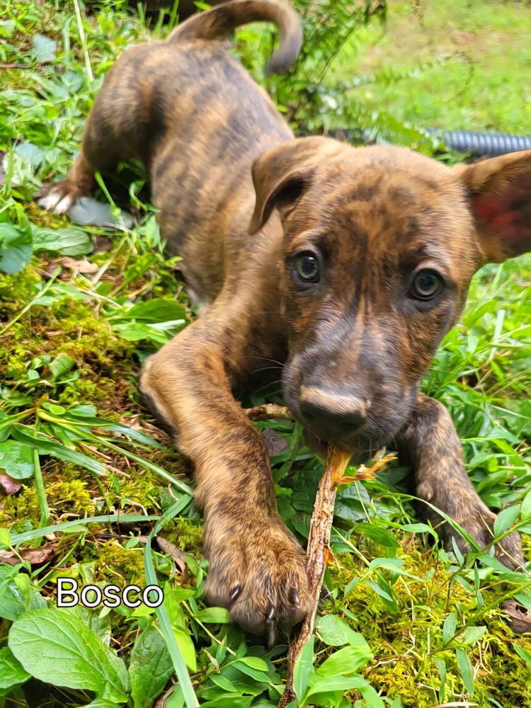 Bosco