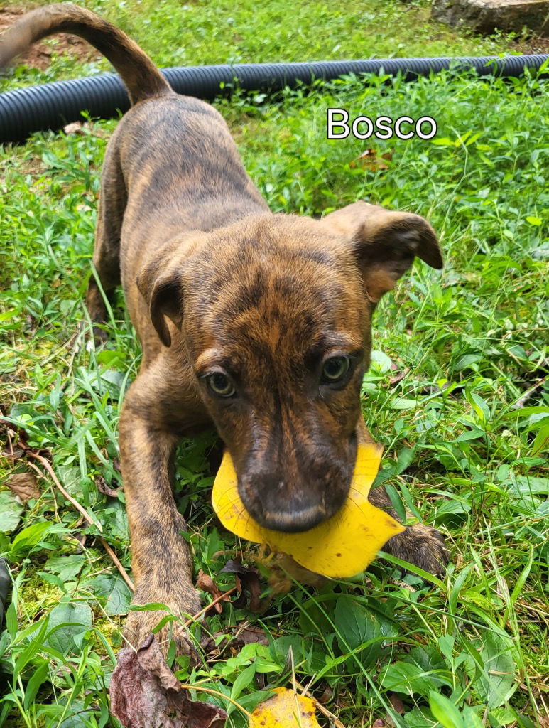 Bosco