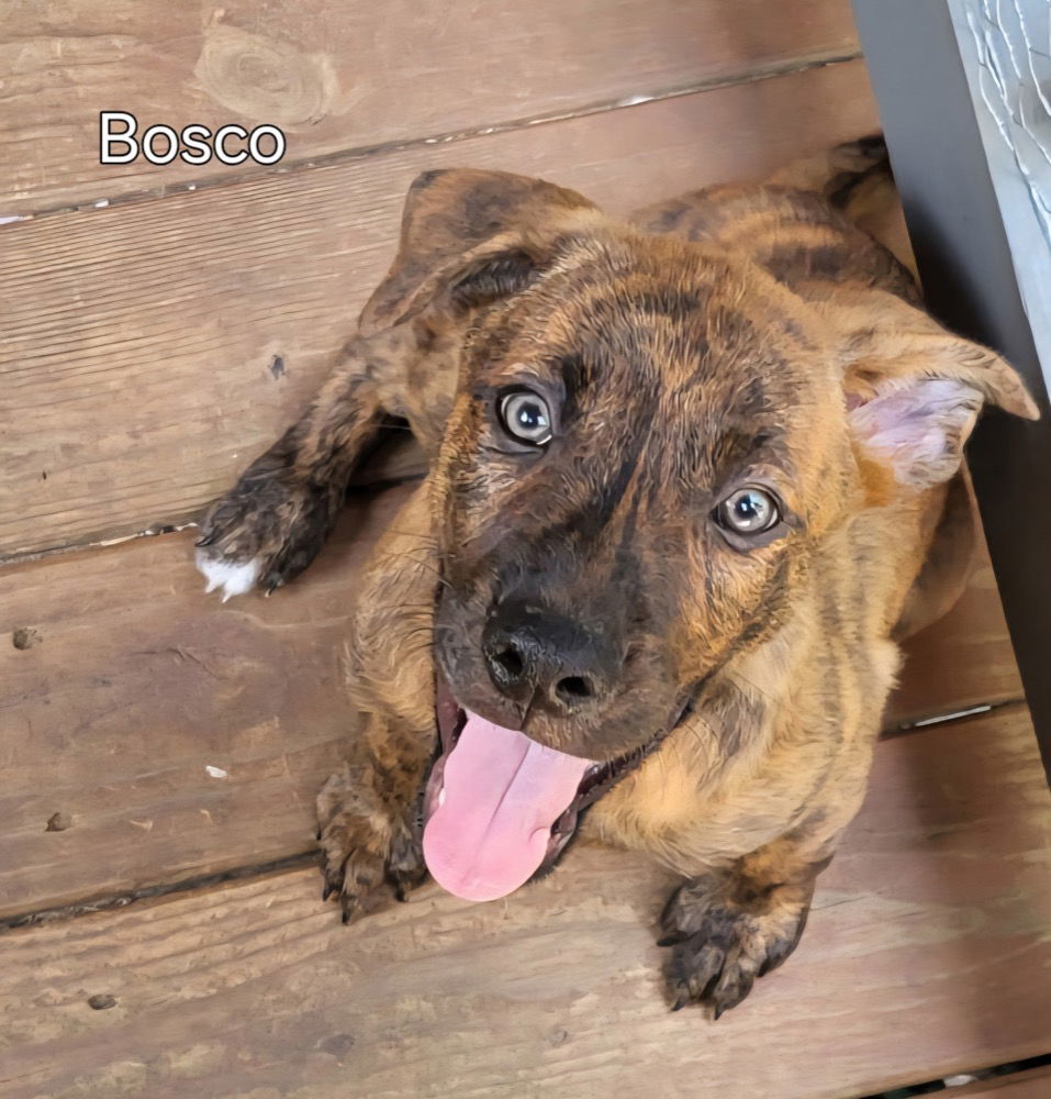 Bosco