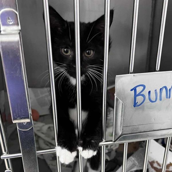 Bunnee thumbnail 2