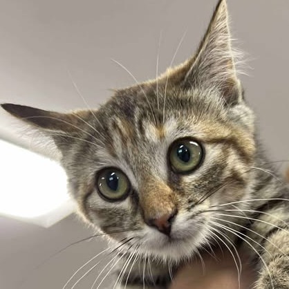 Hera, an adoptable Domestic Short Hair in Buffalo, WY, 82834 | Photo Image 1
