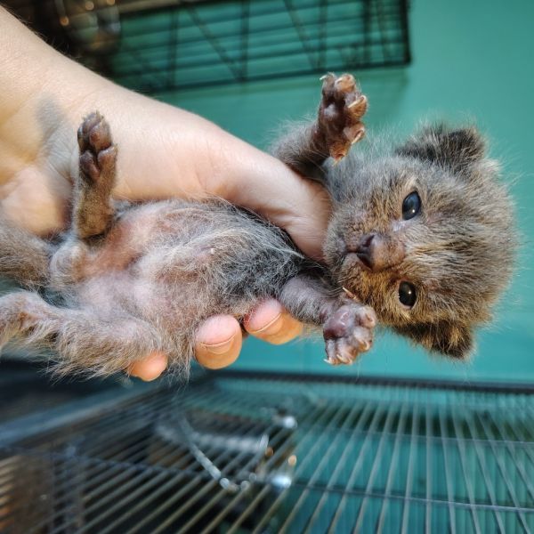 Spider Monkey thumbnail 2