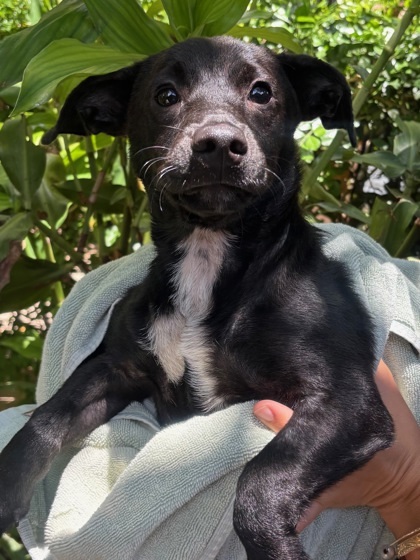 Chicken Wing, an adoptable Mixed Breed in Honolulu, HI, 96826 | Photo Image 1