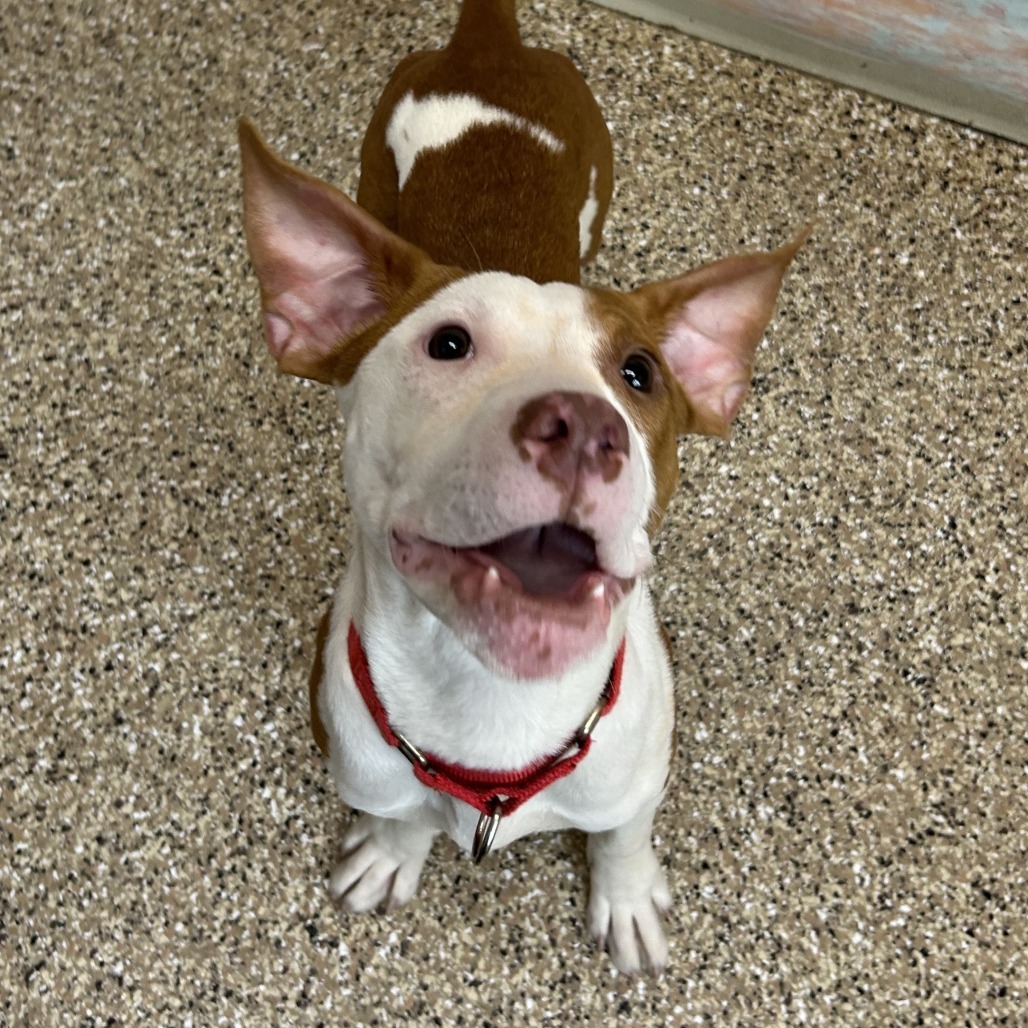 Bruno Mars, an adoptable Mixed Breed in Cheyenne, WY, 82007 | Photo Image 2