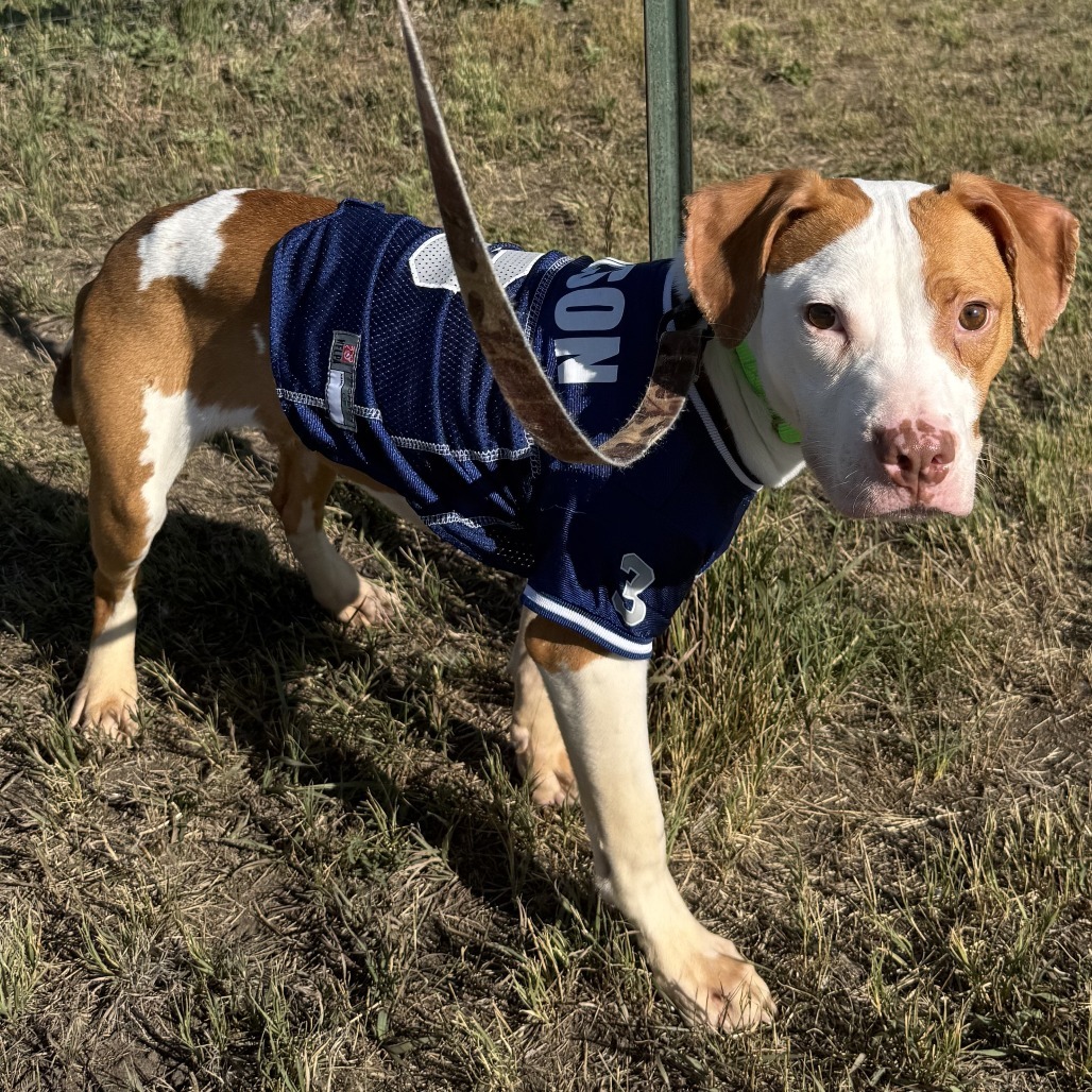 Bruno Mars, an adoptable Mixed Breed in Cheyenne, WY, 82007 | Photo Image 5