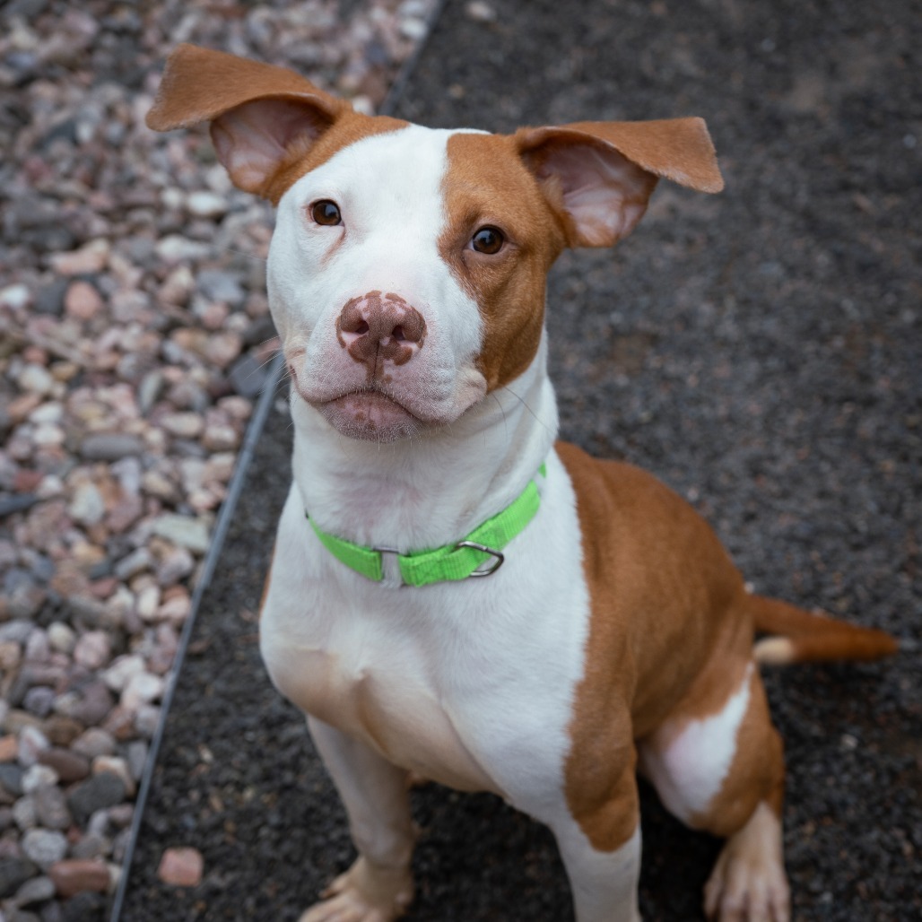 Bruno Mars, an adoptable Mixed Breed in Cheyenne, WY, 82007 | Photo Image 6