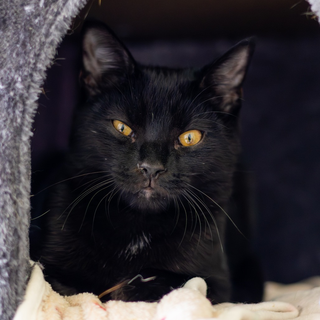 Dilly (Bonded w/ Dally)