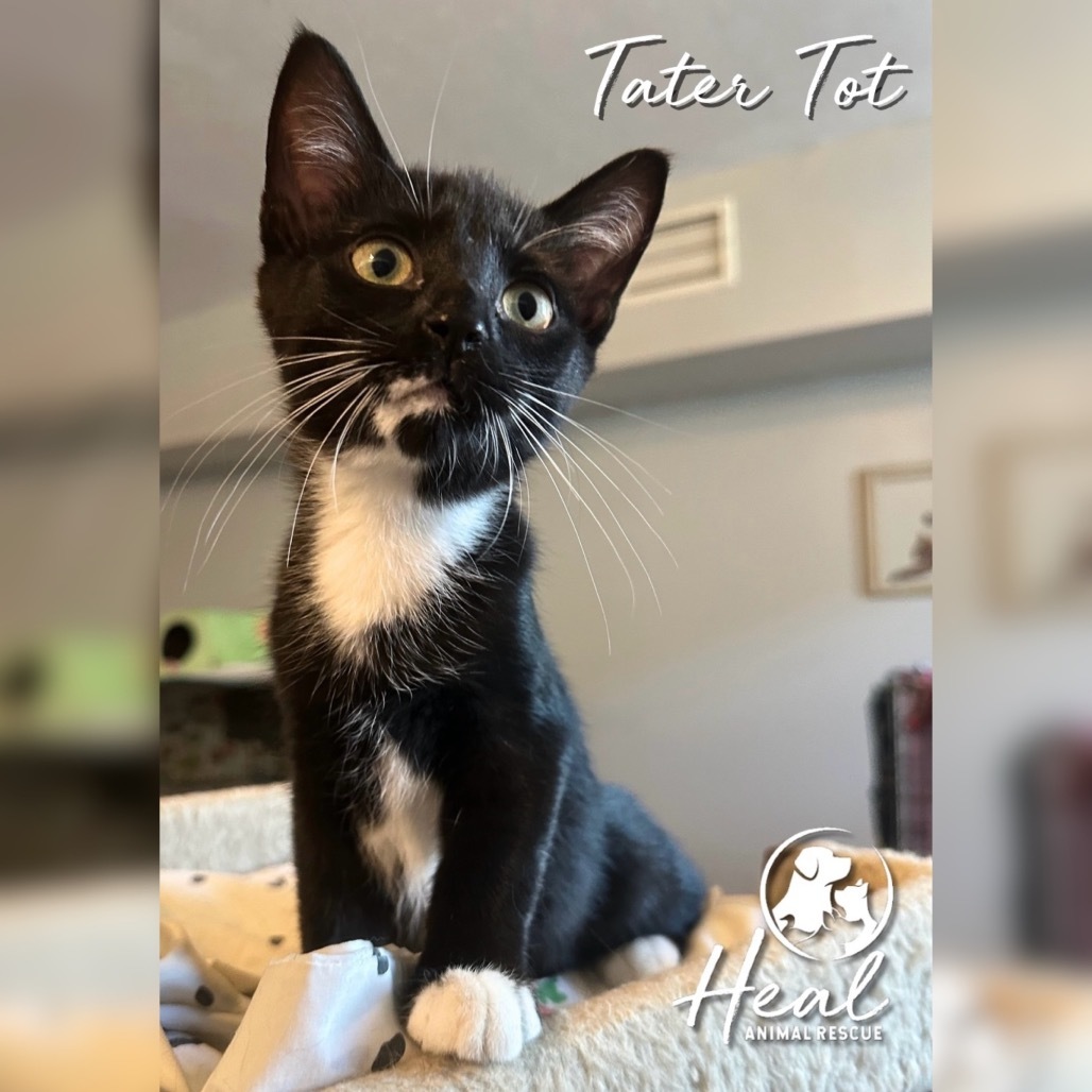 Tater Tot