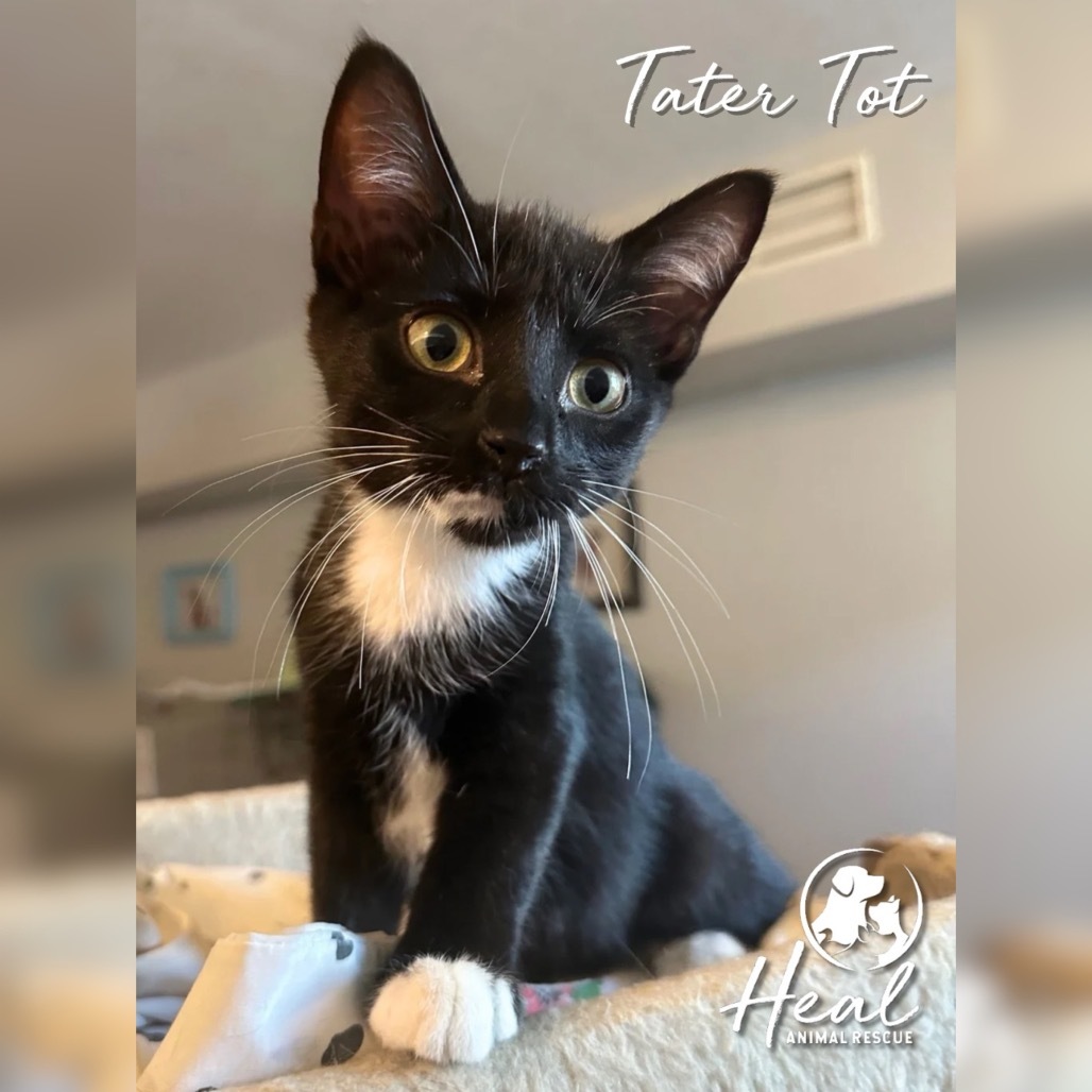 Tater Tot