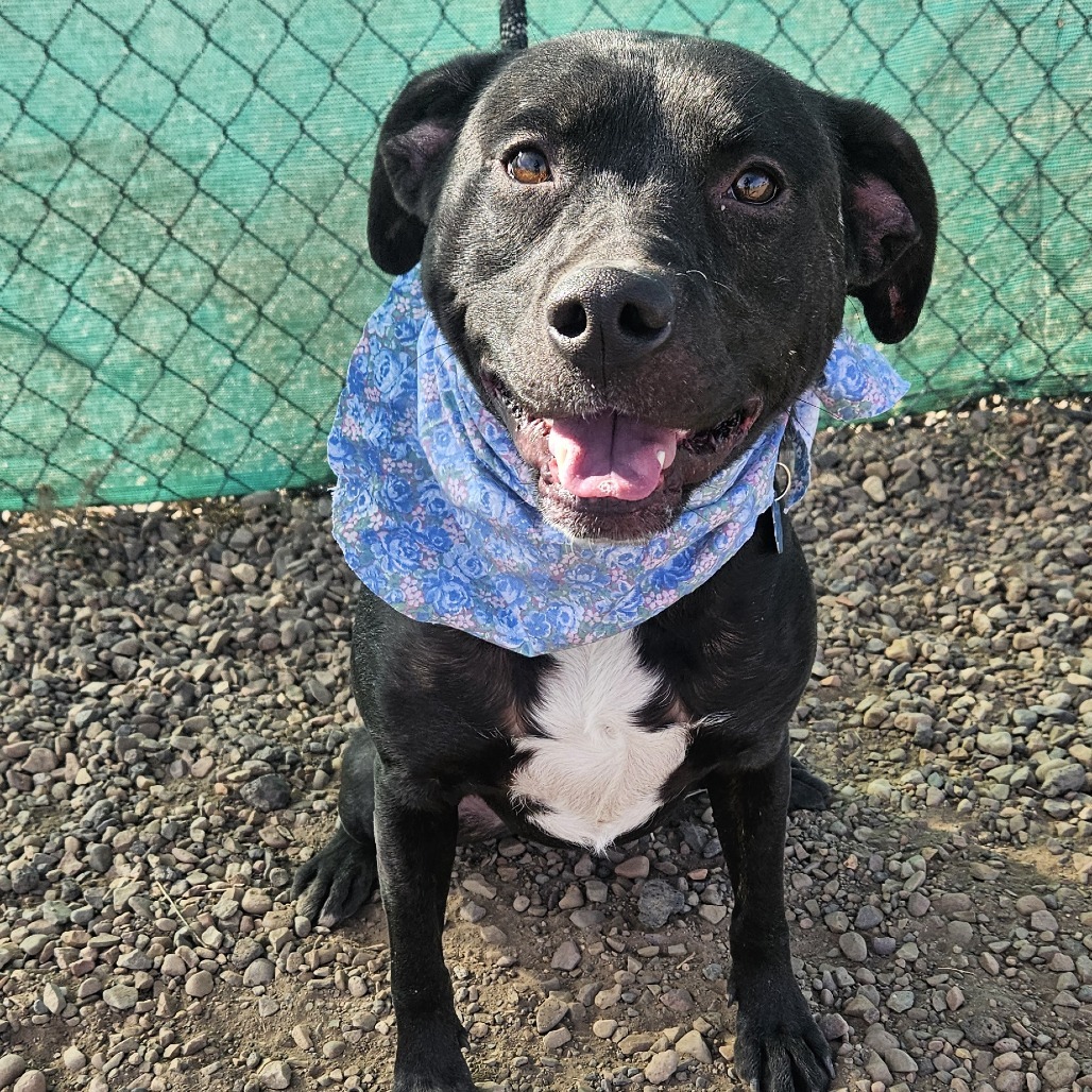Libby, an adoptable Pit Bull Terrier, Black Labrador Retriever in Show Low, AZ, 85901 | Photo Image 2