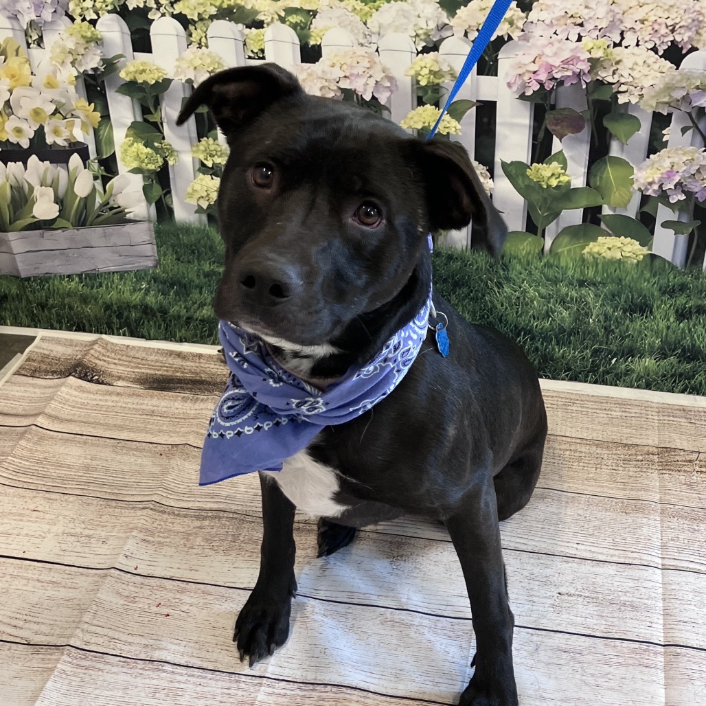Libby, an adoptable Pit Bull Terrier, Black Labrador Retriever in Show Low, AZ, 85901 | Photo Image 3