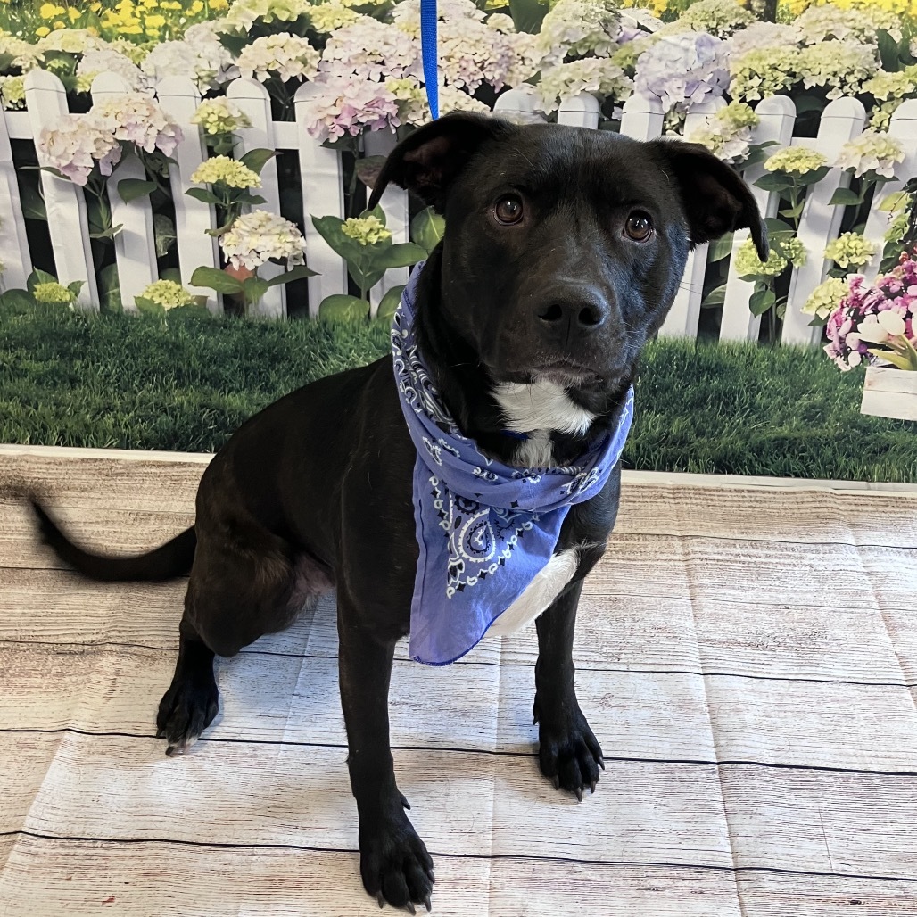 Libby, an adoptable Pit Bull Terrier, Black Labrador Retriever in Show Low, AZ, 85901 | Photo Image 5