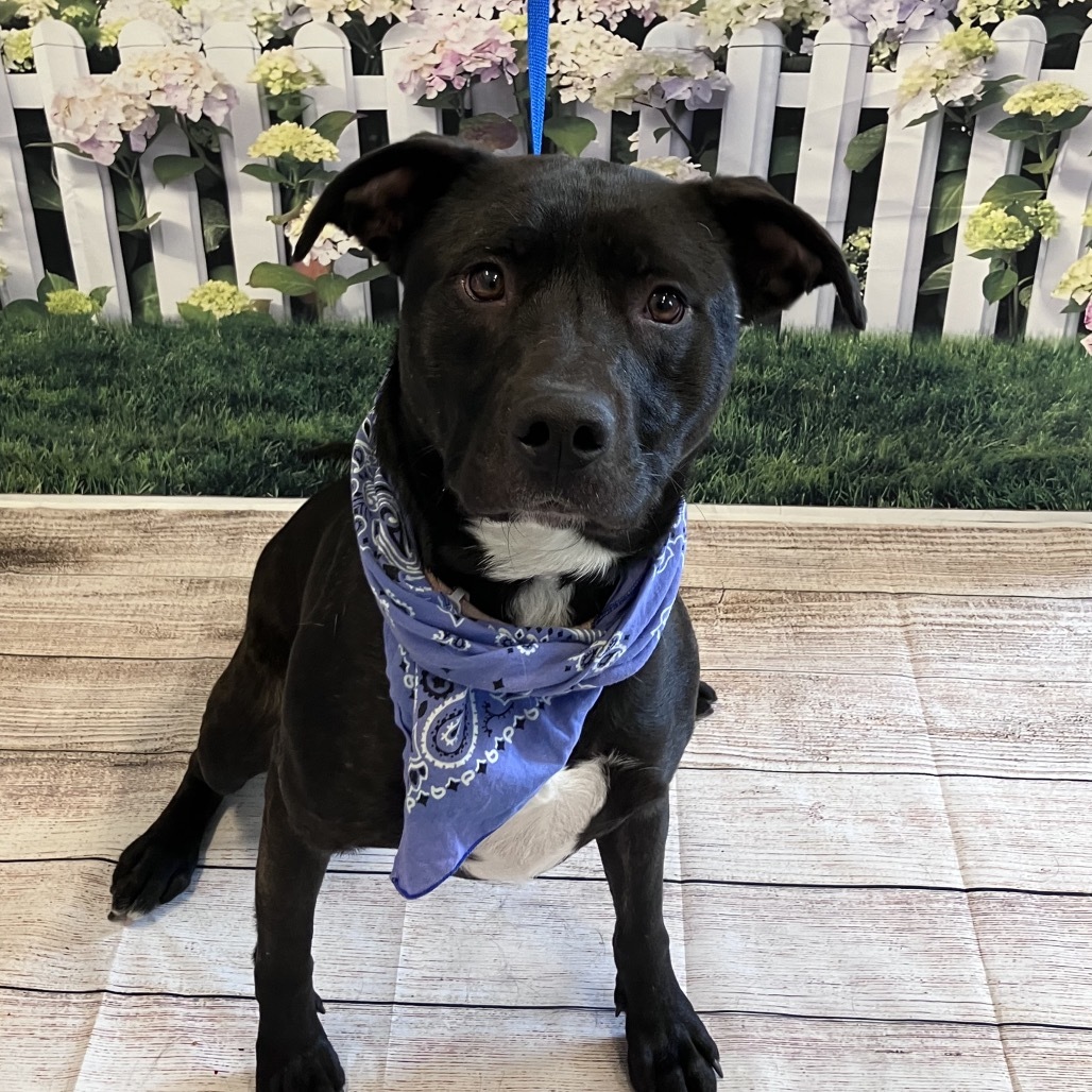 Libby, an adoptable Pit Bull Terrier, Black Labrador Retriever in Show Low, AZ, 85901 | Photo Image 6