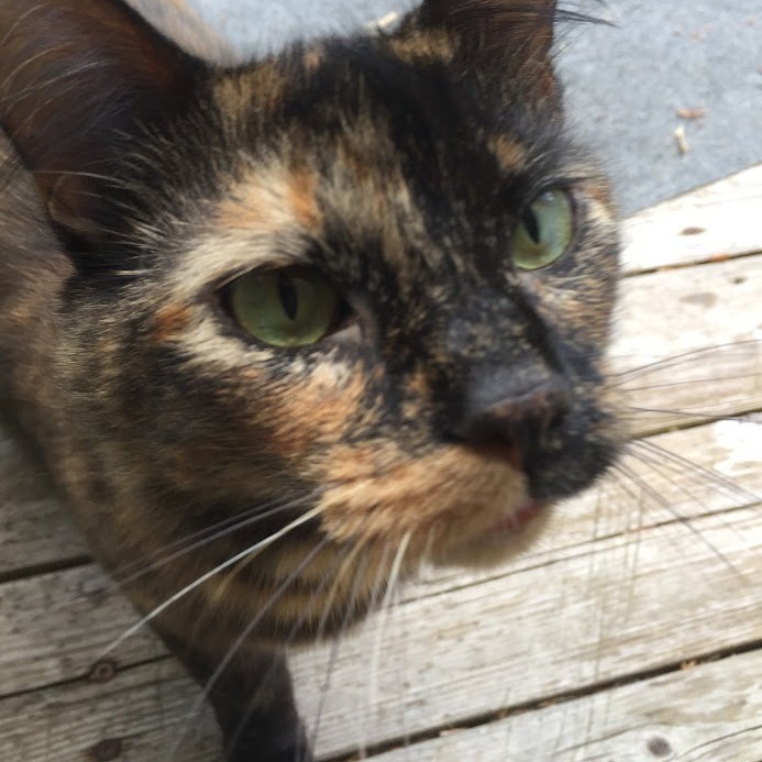 Rosalie, an adoptable Domestic Medium Hair in Grand Rapids, MN, 55744 | Photo Image 1