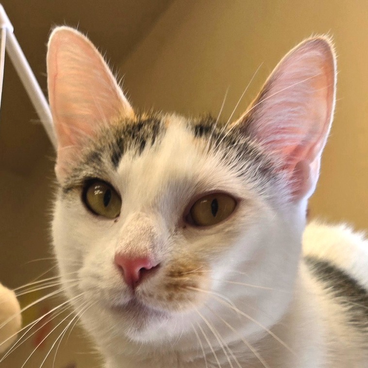 Arianna, an adoptable Domestic Short Hair in Wickenburg, AZ, 85390 | Photo Image 1