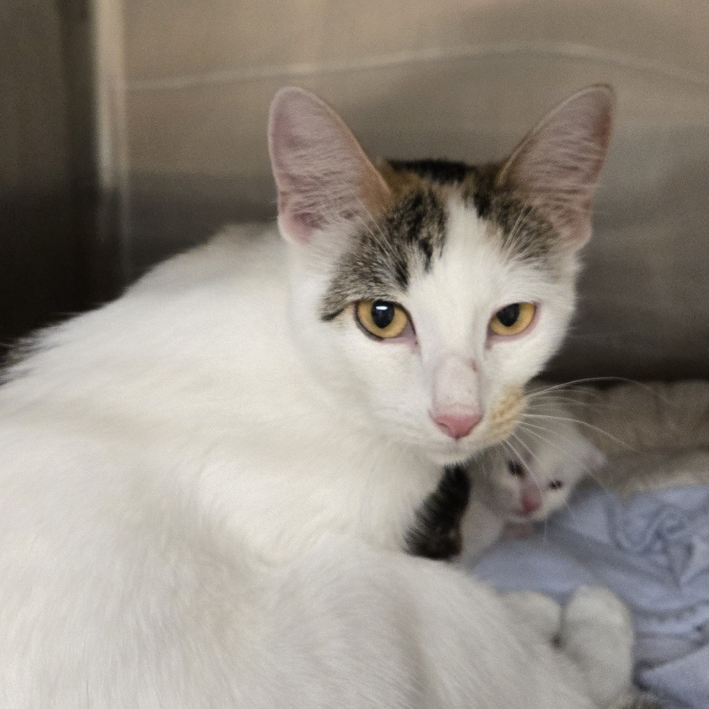 Arianna, an adoptable Domestic Short Hair in Wickenburg, AZ, 85390 | Photo Image 2