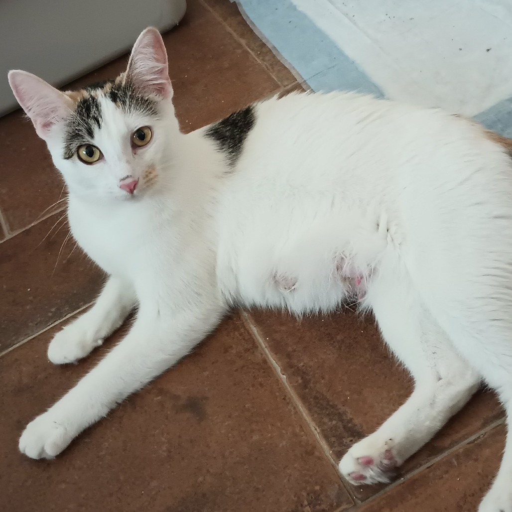Arianna, an adoptable Domestic Short Hair in Wickenburg, AZ, 85390 | Photo Image 3