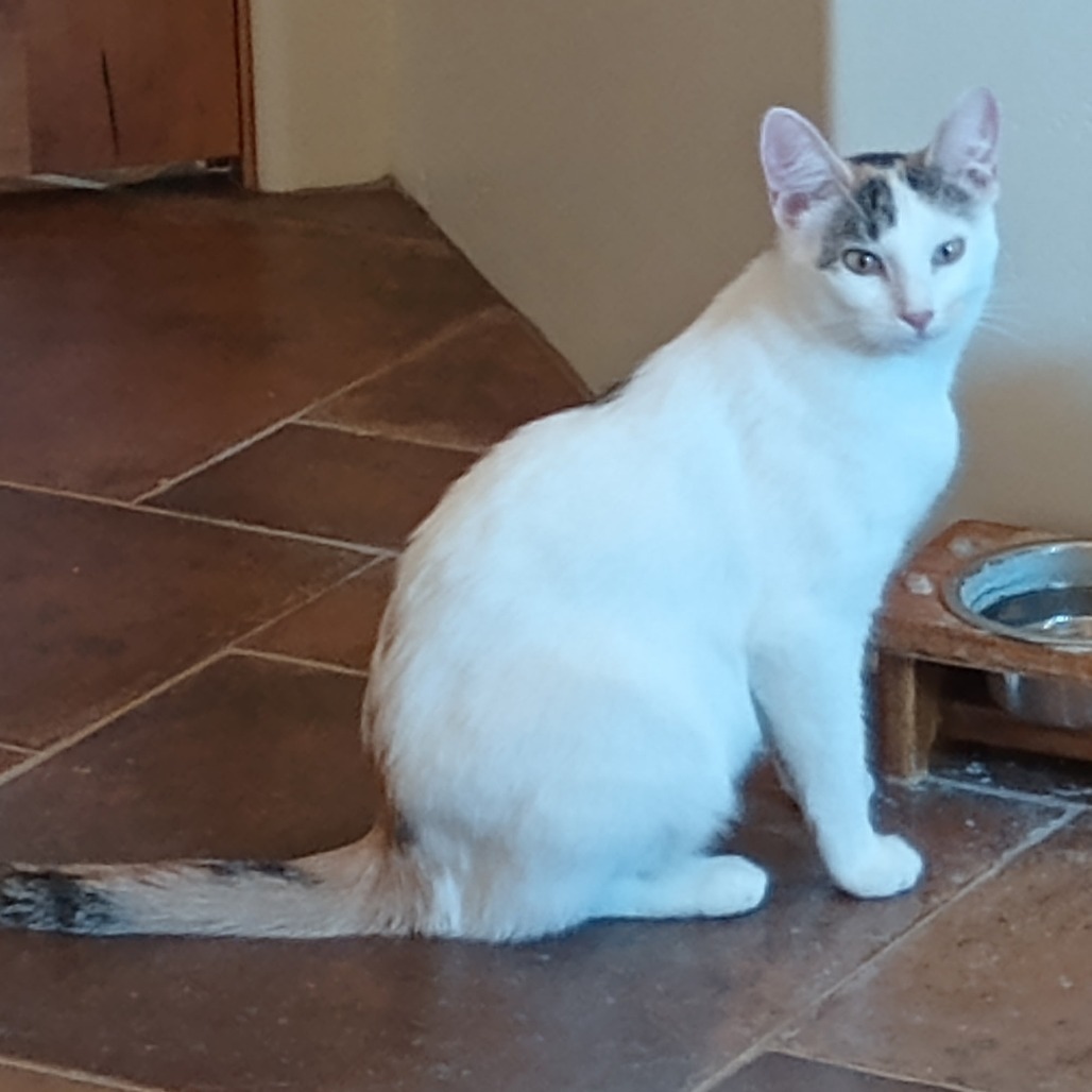 Arianna, an adoptable Domestic Short Hair in Wickenburg, AZ, 85390 | Photo Image 4
