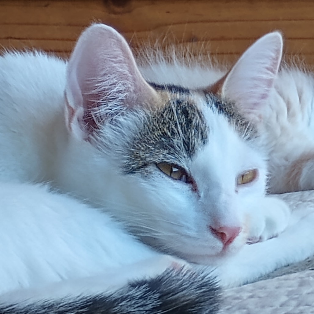 Arianna, an adoptable Domestic Short Hair in Wickenburg, AZ, 85390 | Photo Image 5