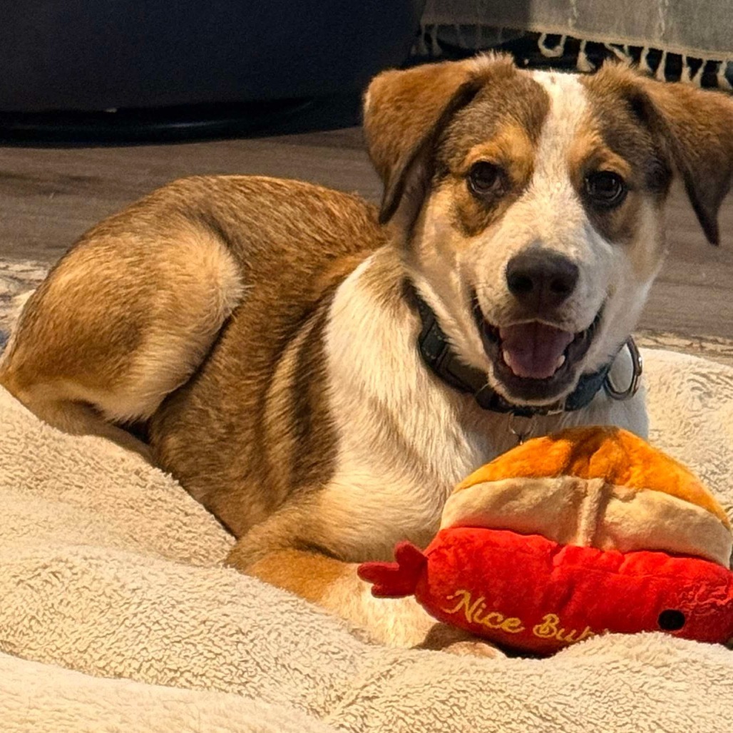 Zepplin