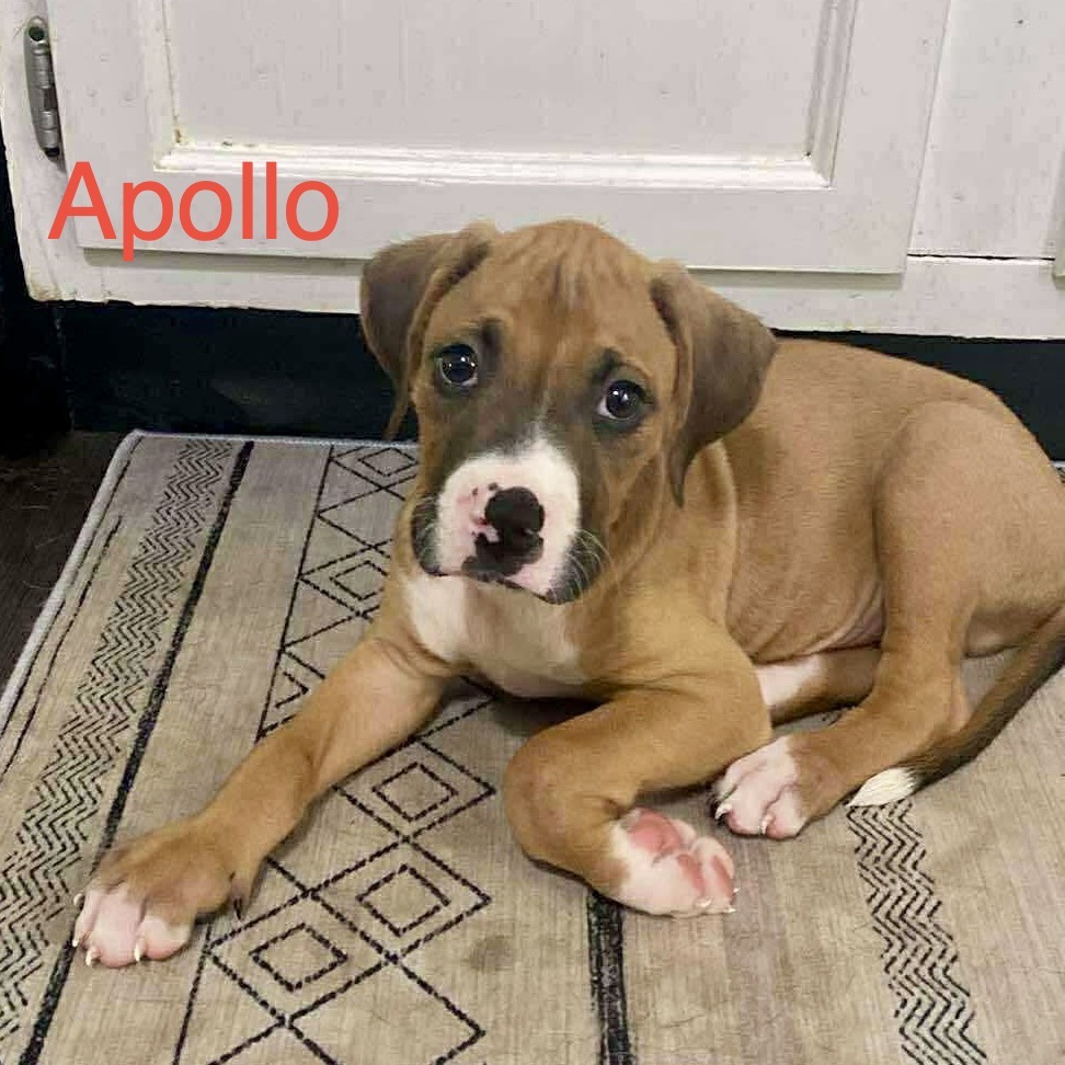Apollo