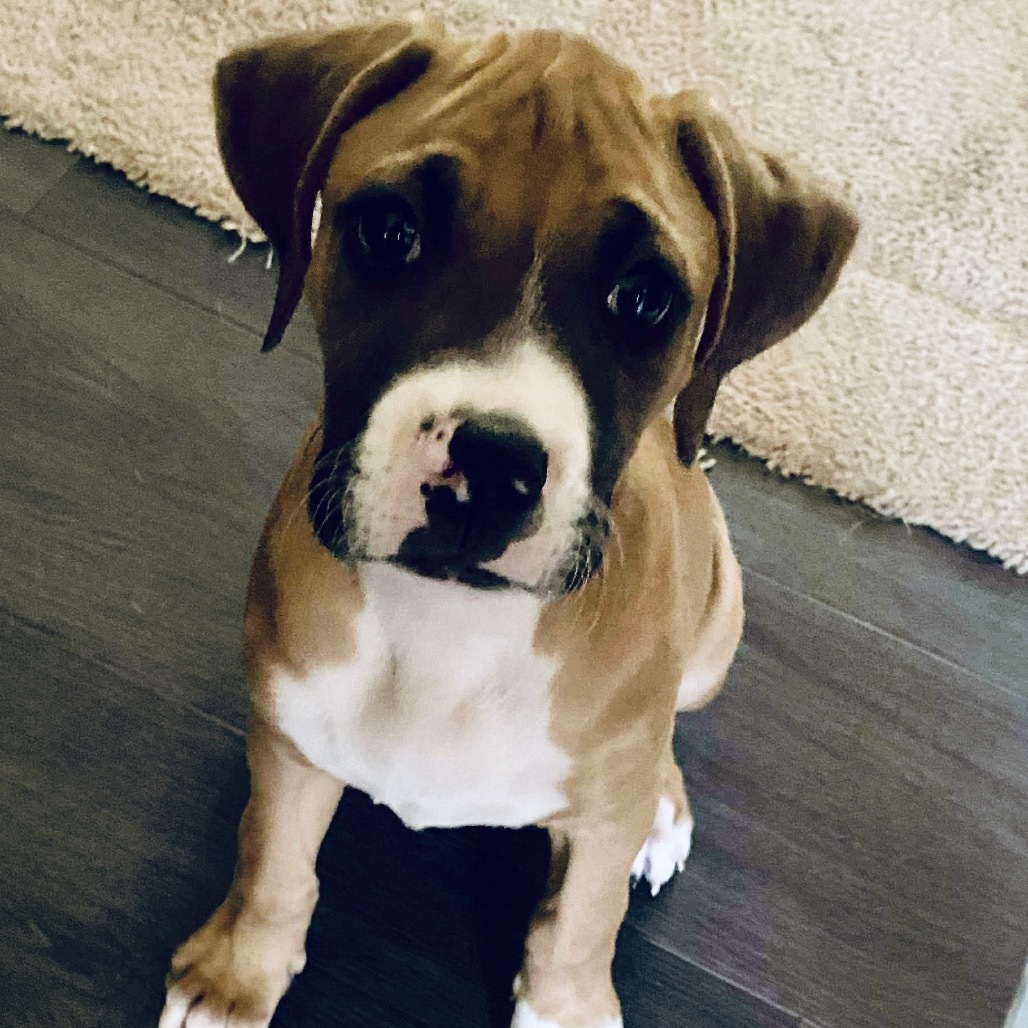 Apollo