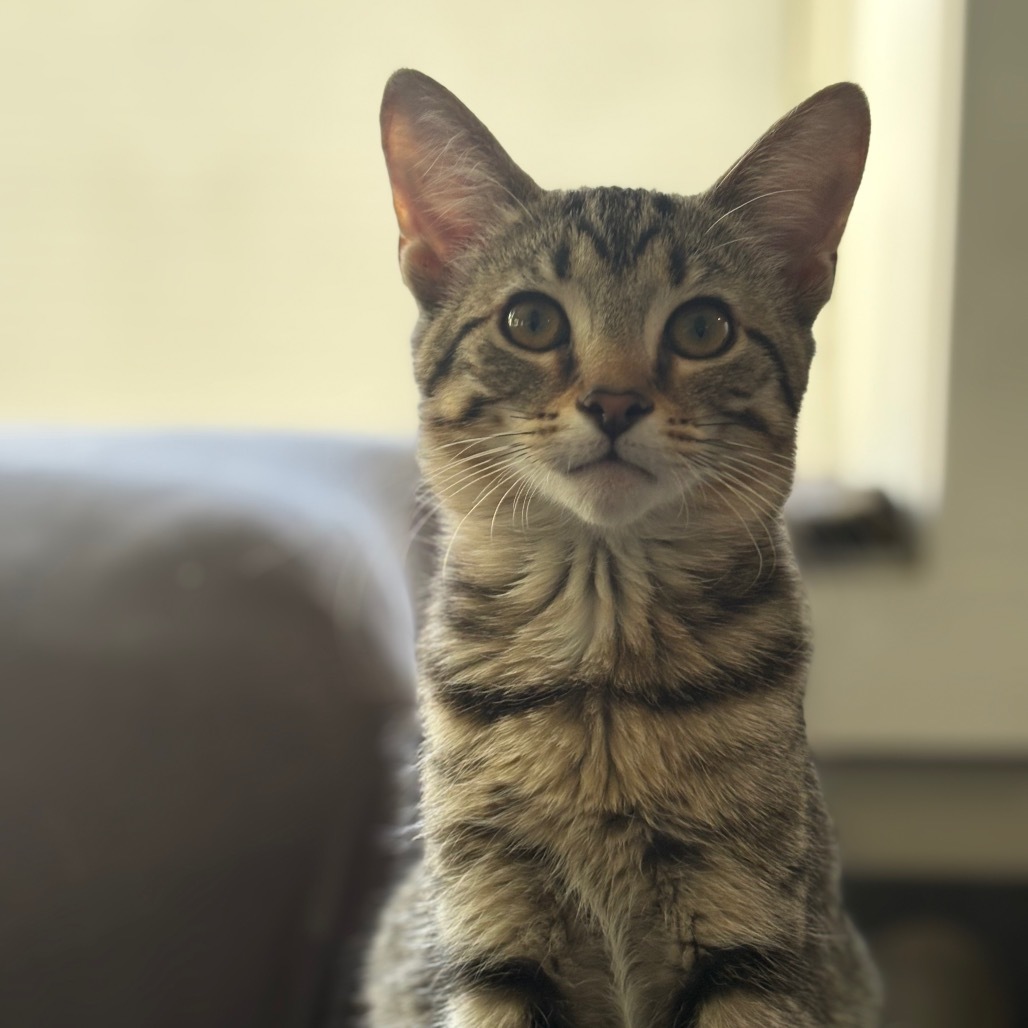Cleo