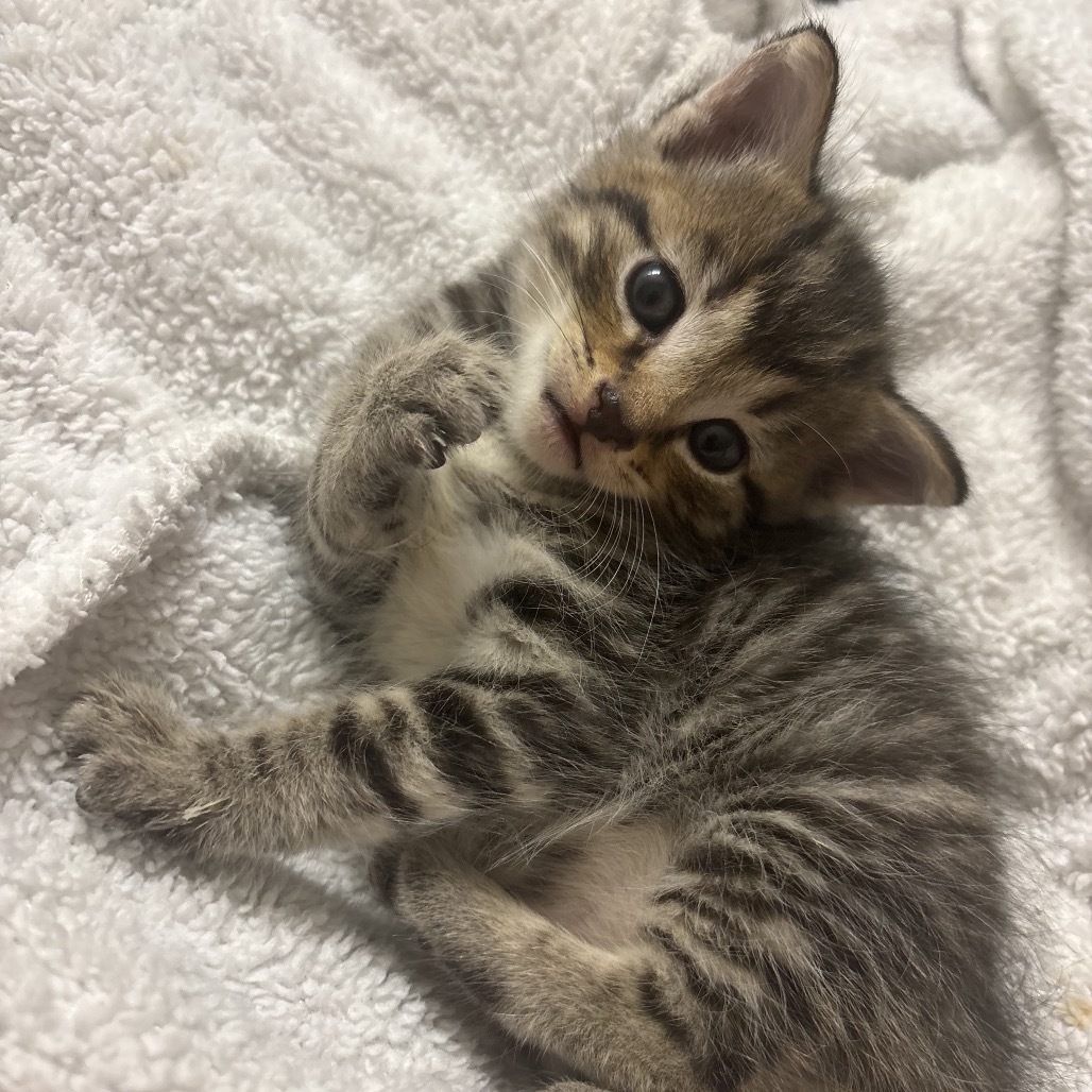 Cleo