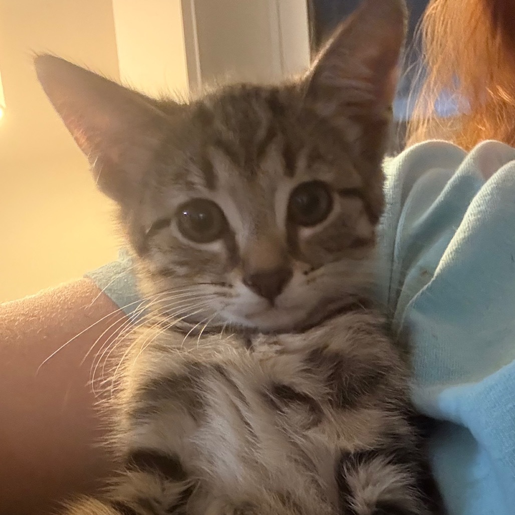 Cleo