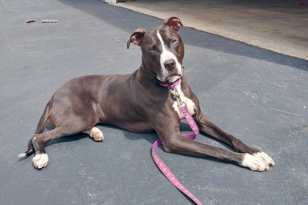 Schatzi- courtesy post