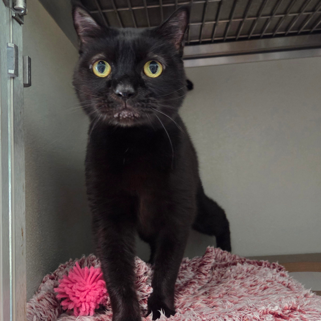 Mickey, an adoptable Burmese in Chattanooga, TN, 37406 | Photo Image 1