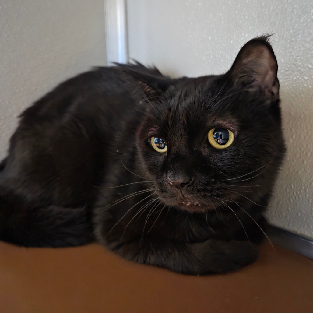Mickey, an adoptable Burmese in Chattanooga, TN, 37406 | Photo Image 3