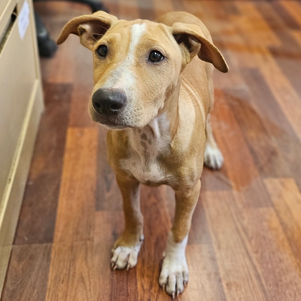 Cluster Strike, an adoptable Terrier, Mixed Breed in Wahiawa, HI, 96786 | Photo Image 1