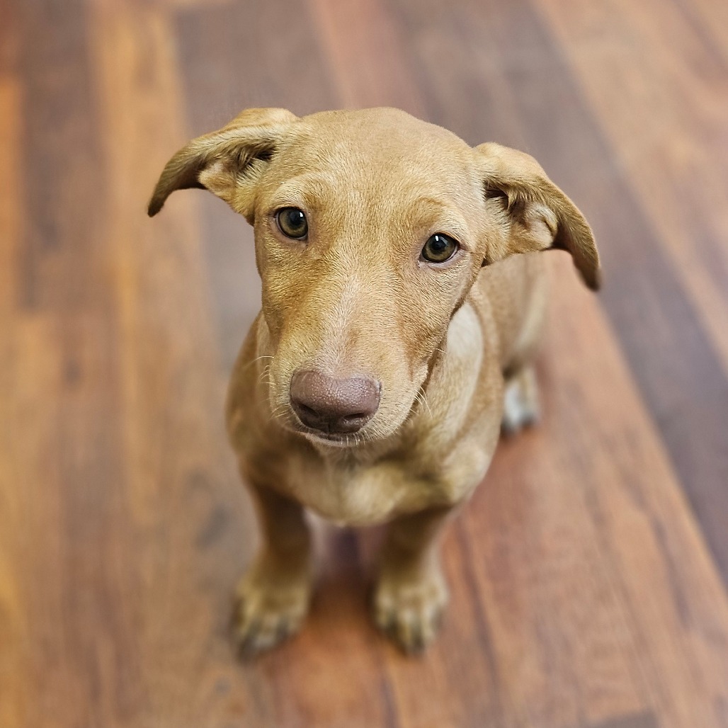 UAV, an adoptable Terrier, Mixed Breed in Wahiawa, HI, 96786 | Photo Image 1