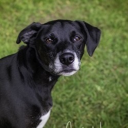 Loki