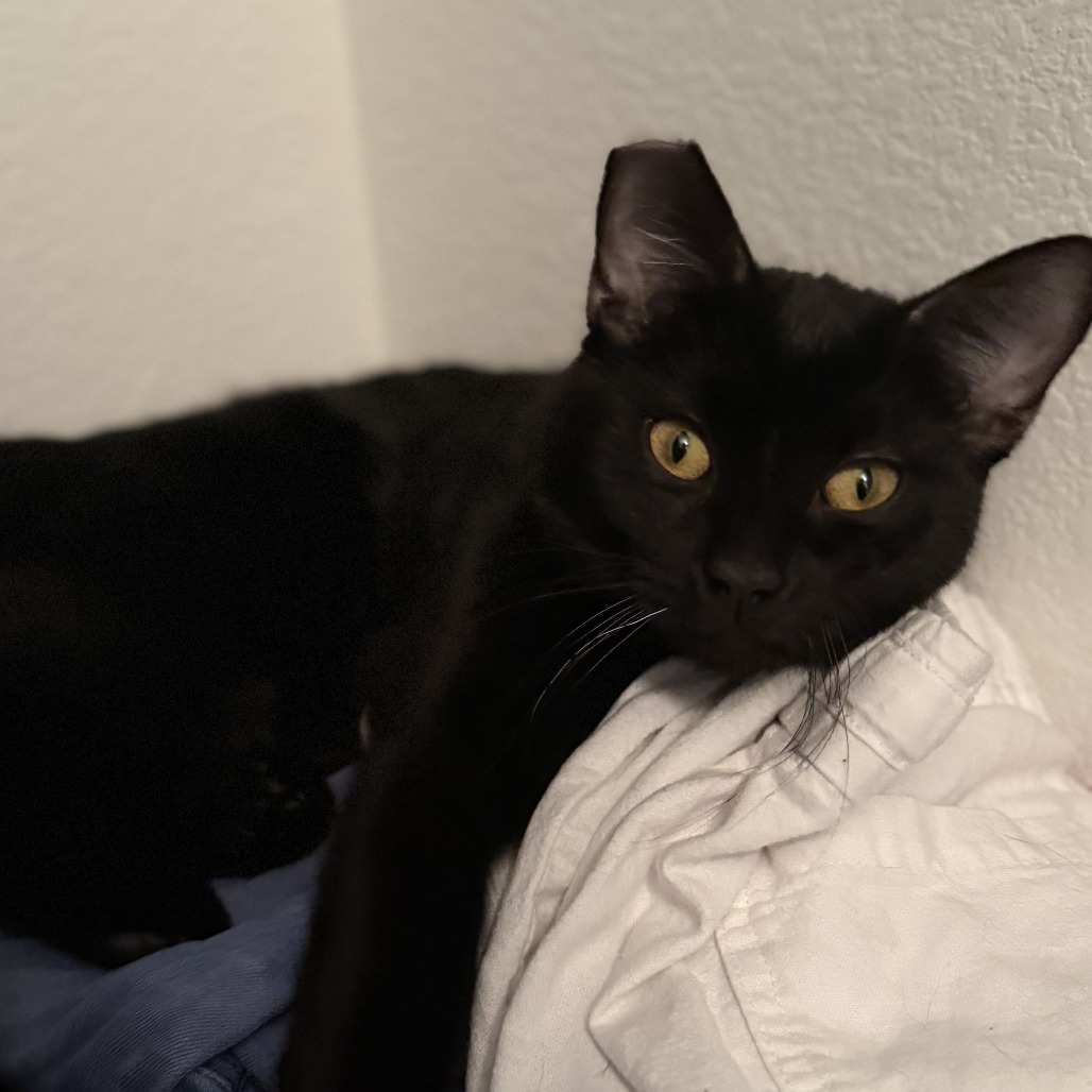 Kat
