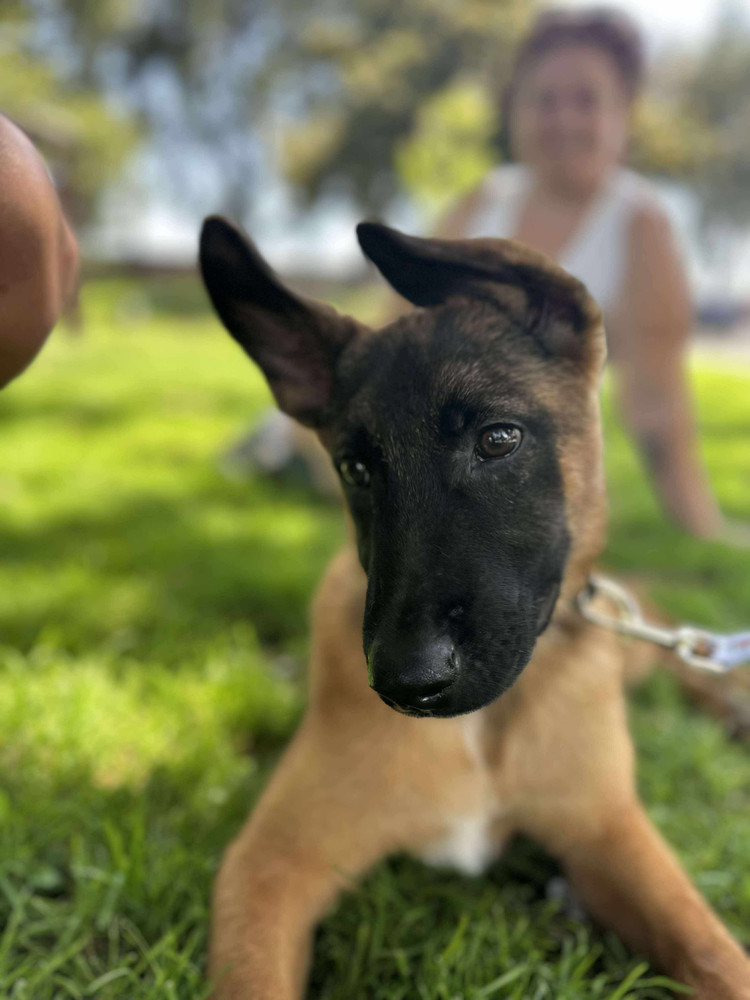 Rocket - located in CA