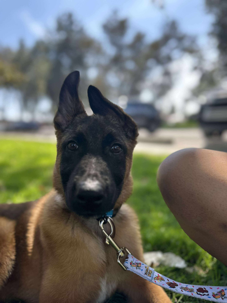 Rocket - located in CA