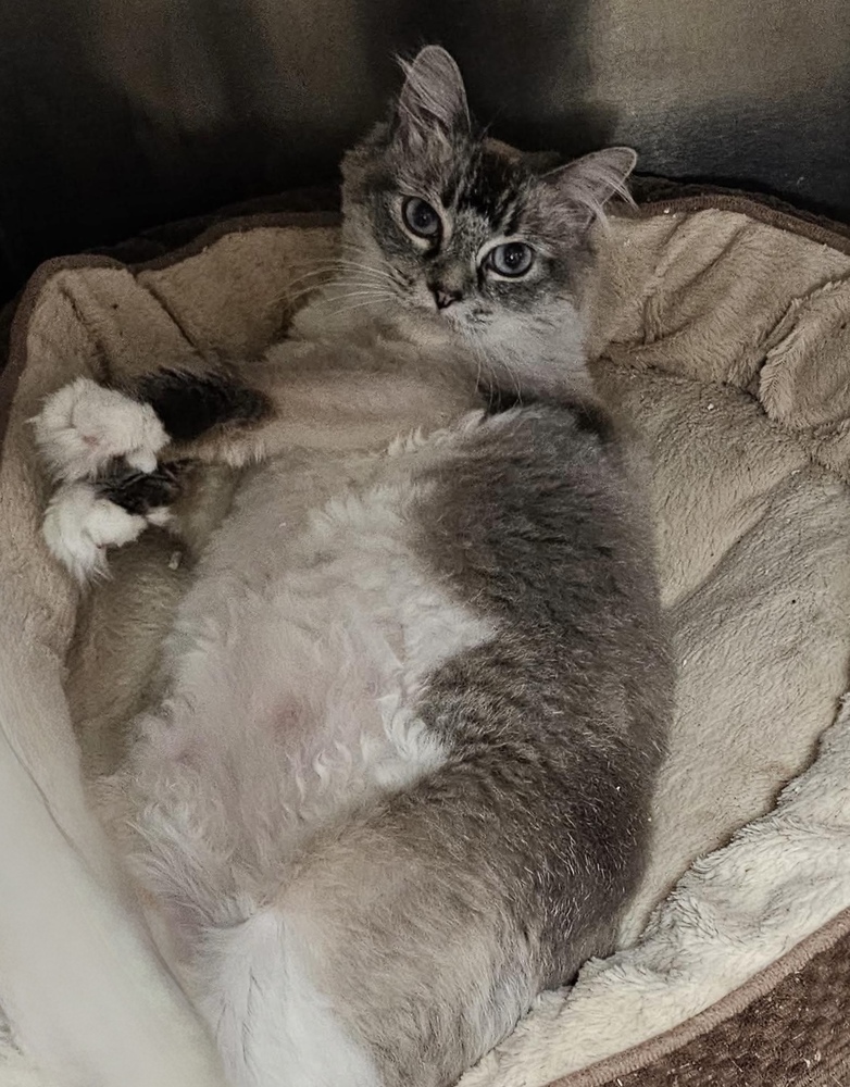 AC Pearl Boo, an adoptable Ragdoll, Siamese in Fremont, NE, 68025 | Photo Image 2