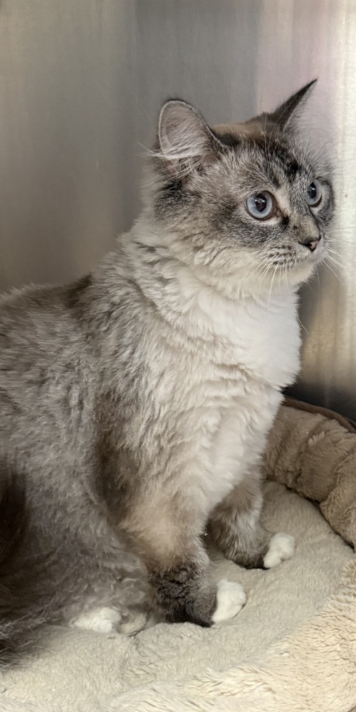 AC Pearl Boo, an adoptable Ragdoll, Siamese in Fremont, NE, 68025 | Photo Image 3