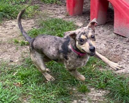 Takis(Demodex) @ Tamroc