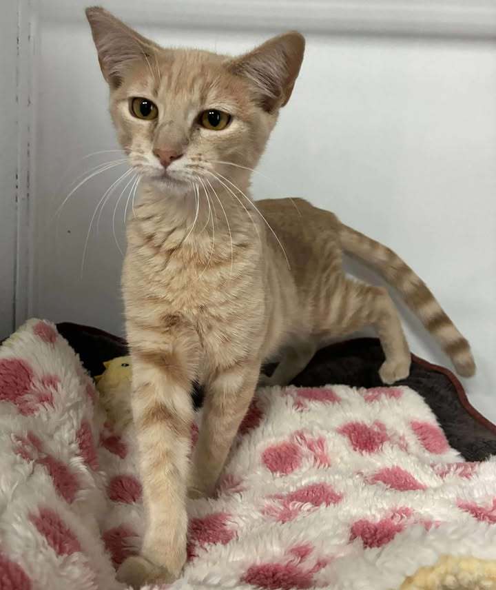 Clovis, an adoptable Domestic Short Hair in Dillon, MT, 59725 | Photo Image 1