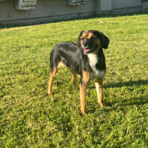 Rosie, an adoptable Pug, Yorkshire Terrier in Dillon, MT, 59725 | Photo Image 2